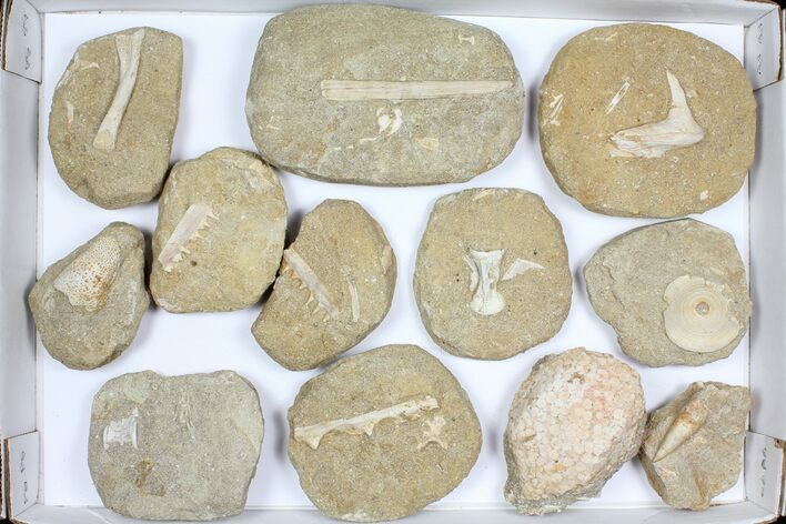 Flat: Cretaceous Marine Vertebrate Fossils - Pieces #96116